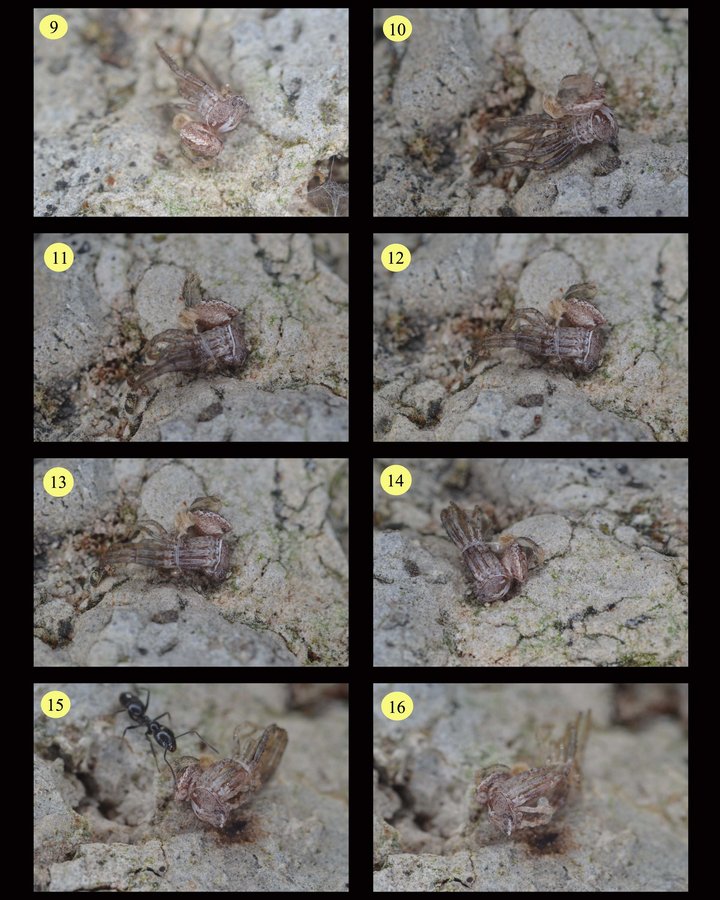 Xysticus sp. documentazione della muta